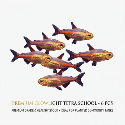 Glow Light Tetra 6PCS Combo Deal