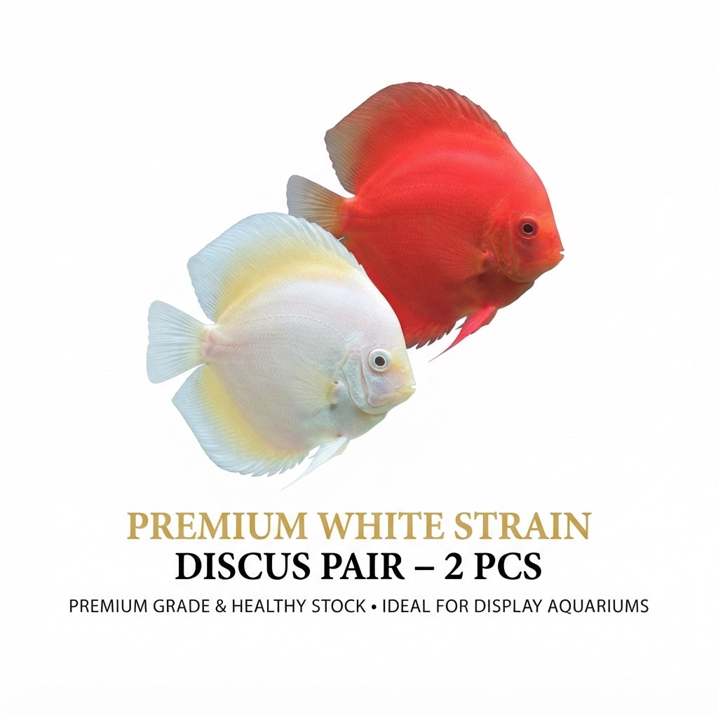 Discus White Strain 2PCS Combo Deal (Medium)