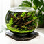 Walstad Planted Bowl Full Set