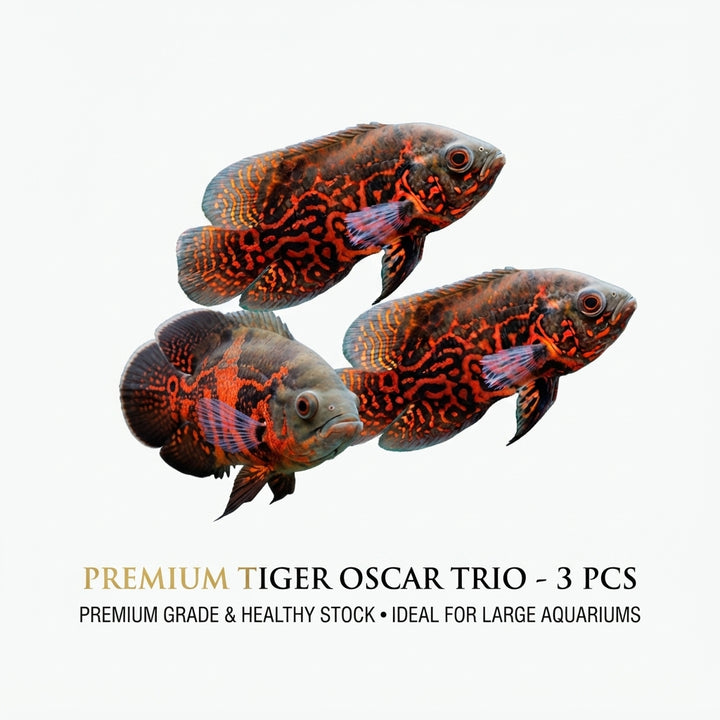 Tiger Oscar 3PCS Combo Deal (5Cm)