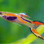 Endler Guppy 3PCS Combo Deal