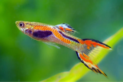 Endler Guppy 4PCS Combo Deal