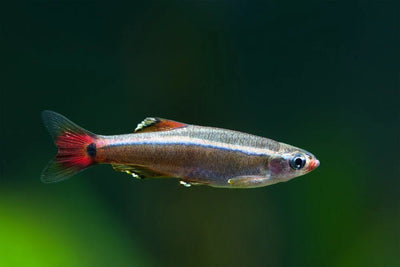 Cloud Mountain Minnow 3PCS Combo Deal
