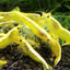 YELLOW GOLDLINE SHRIMPS 1.5cm