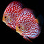 Discus Fish Mix 14cm