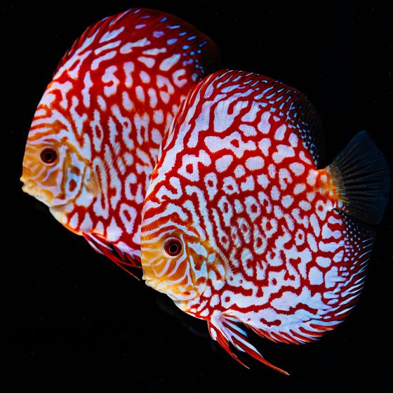 Discus Fish Mix 14cm