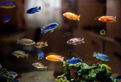 Malawi Cichlid Mix Color 2PCS Combo Deal