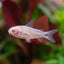 Albino Pygmy Corydoras