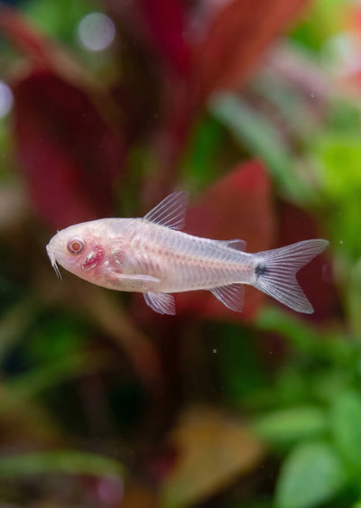 Albino Pygmy Corydoras 3PCS Combo Deal