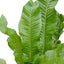 Crocodile Fern Plant (Terrarium)