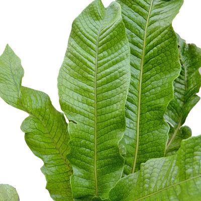 Crocodile Fern Plant (Terrarium)