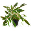 Cryptocoryne wendtii 'Brown Pot Plant