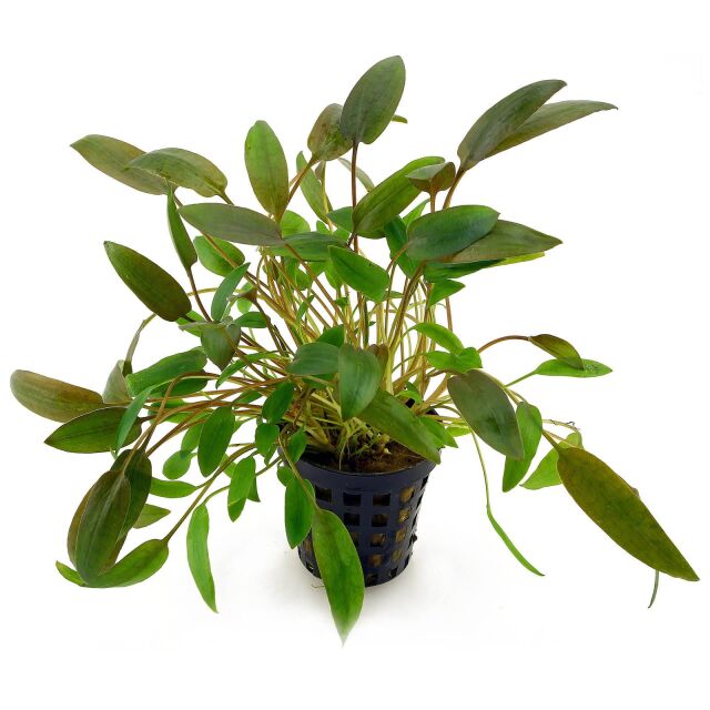 Cryptocoryne wendtii 'Brown Pot Plant