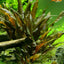 Cryptocoryne wendtii 'Tropica'