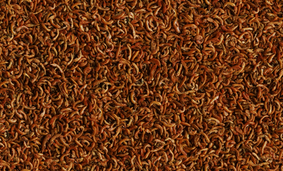 Tetra ReptoDelica Gammarus