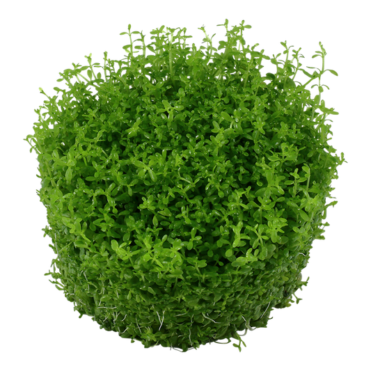 TROPICA MICRANTHEMUM CALLITRICHOIDES 'Cuba'