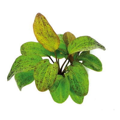 Echinodorus cordifolius “Leopard” Pot Plant