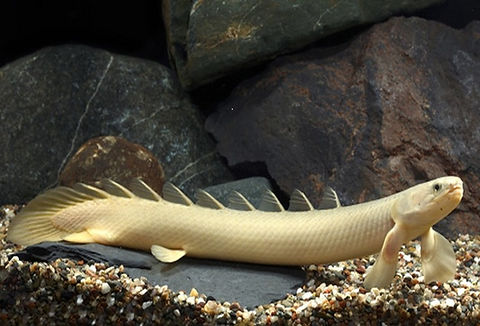 ALBINO BITCHER 10-13cm