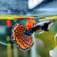 BIG EAR GUPPY MALE 3cm