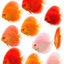 Discus White Strain 2PCS Combo Deal (Medium)