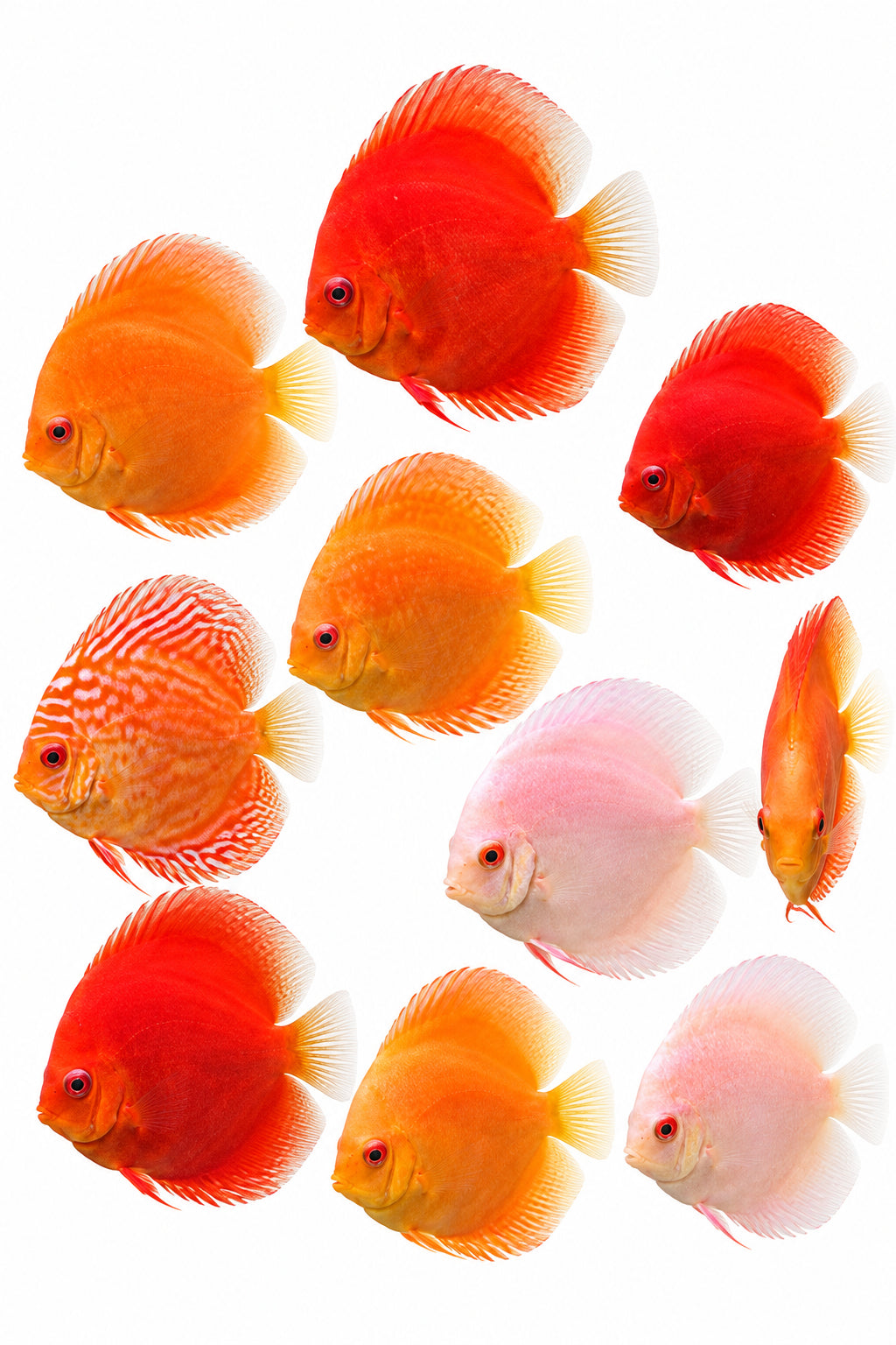 Discus White Strain 2PCS Combo Deal (Medium)