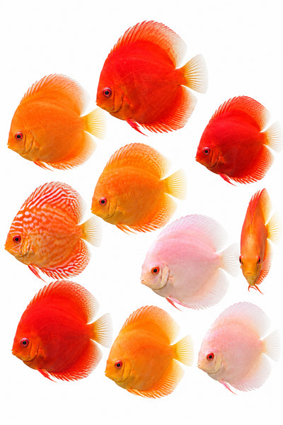 Discus White Strain 2PCS Combo Deal (Medium)