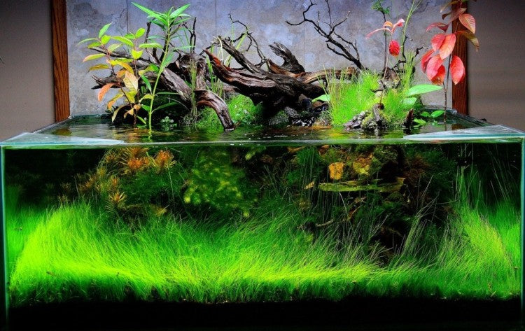 Dymax Shallow Aquarium 60 cm x 30 cm x 18cm (5 mm