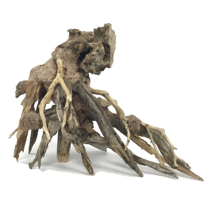 Octopus Drift Wood