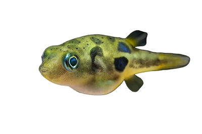 Dwarf Puffer