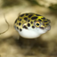 Green Spotted Pufferfish