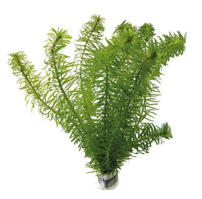 ELODEA NAJAS POT PLANT