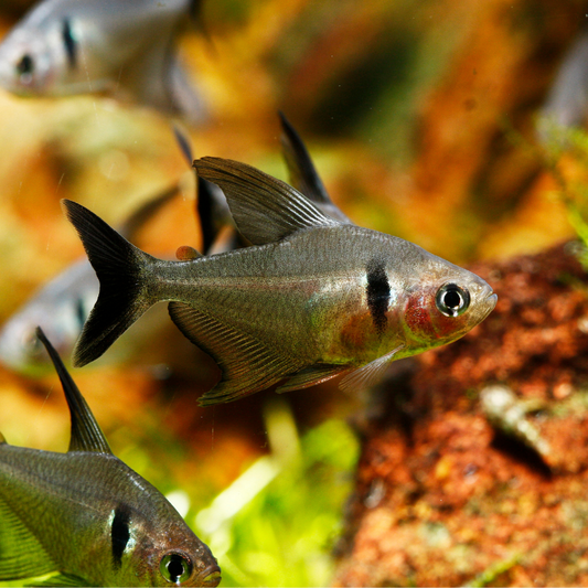 BLACK PHANTOM TETRA
