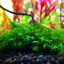 Fissidens Fontanus (Phoenix Moss)