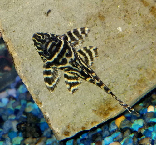 Chocolate Zebra Pleco L270