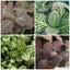 Fittonia Argyroneura Pot Plant (Terrarium)