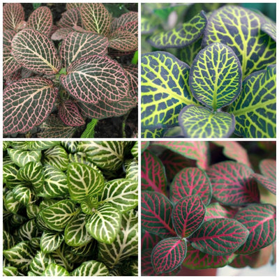 Fittonia Argyroneura Pot Plant (Terrarium)