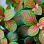 Fittonia Argyroneura Pot Plant (Terrarium)