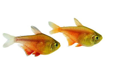 Flame Tetra 2cm