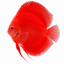 Super Red Discus Fish