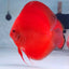 Super Red Discus Fish