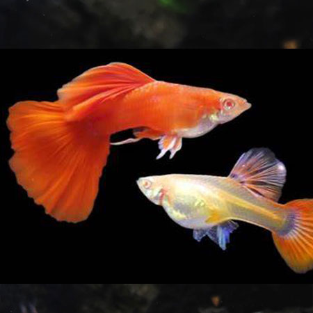 Albino Full Red Special Guppy Pair