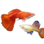 Full Red Guppy Pair