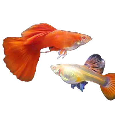 Full Red Guppy Pair