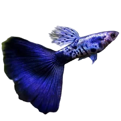Galaxy Blue Tail Special Guppy Pair