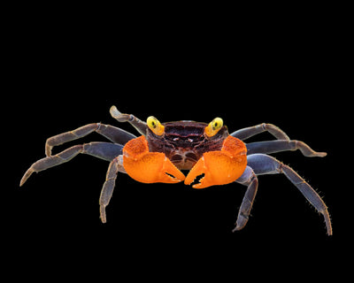 Vampire Crab