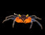 Vampire Crab