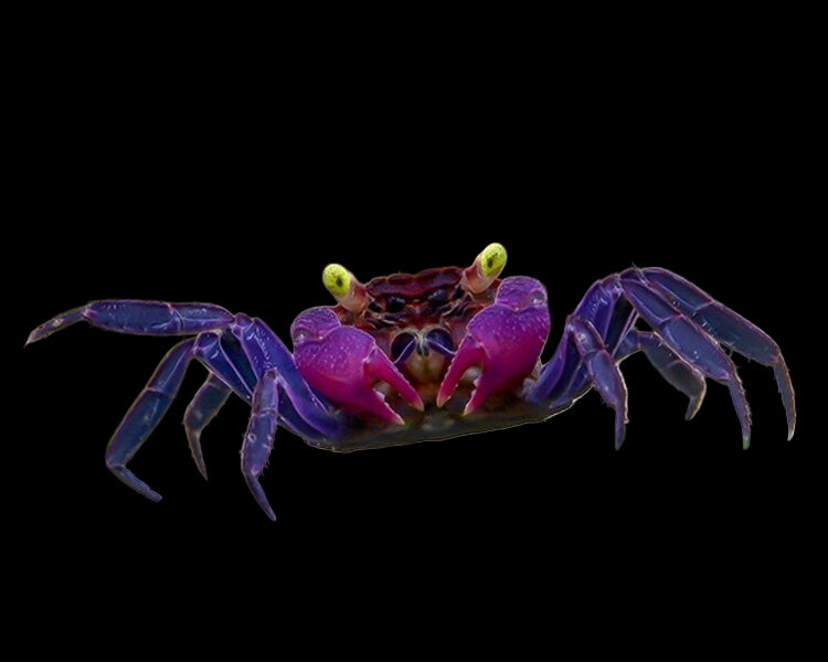 Vampire Crab