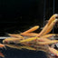 GOLDEN ALGAE EATER