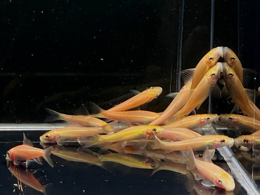 GOLDEN ALGAE EATER