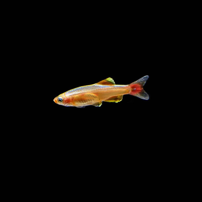 WHITE CLOUD MOUNTAIN MINNOW TETRA 3cm